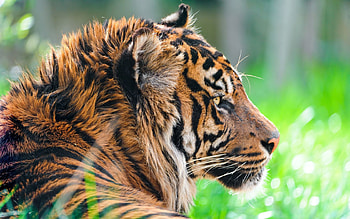 Animals, Muzzle, Predator, Big Cat, Tiger HD wallpaper