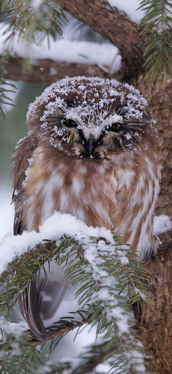 Animal, owl HD phone wallpaper