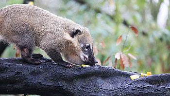 Coati, background HD wallpaper