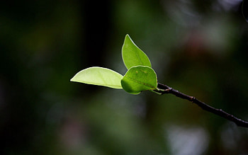 Grass, Macro, Sheet, Leaf, Branch, Spring HD wallpaper