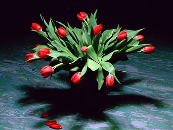 Plants, Flowers, Tulips, Bouquets HD wallpaper