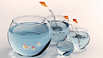 Jump, Goldfish HD wallpaper