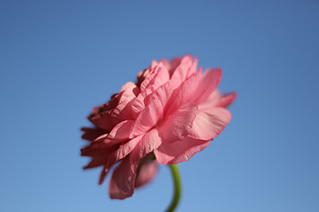 Pink rose, portrait HD wallpaper