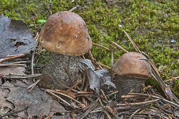 Leccinum scabrum, Search in , Food HD wallpaper