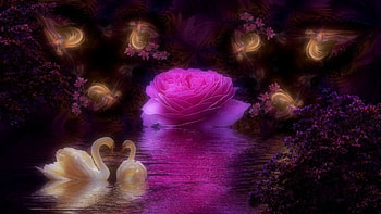 Rose and Swans, flowers, birds, reflection, water HD wallpaper