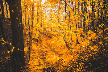 Autumn Forest Trees , autumn, forest, trees, nature HD wallpaper
