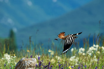Hoopoe, animal, fly, bird HD wallpaper