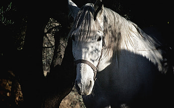 *** Horse ***, ladowe, zwierzeta, konie, kon HD wallpaper