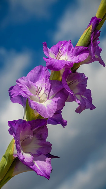 Gladioli, Violet HD phone wallpaper