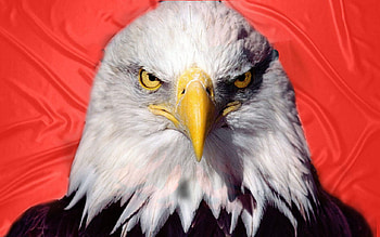 Albanian Aagle, shqiponja, life, lika17, red, albanian eagle, kosovo HD wallpaper
