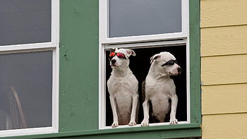 Matrix, animals, entertainment, dogs, funny, nice HD wallpaper