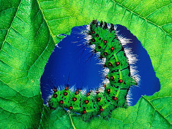 Grass, Macro, Sheet, Leaf, Color, Caterpillar HD wallpaper