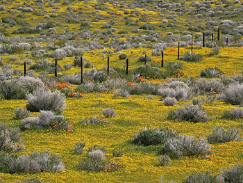 goldfields, grasses HD wallpaper