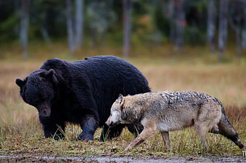wolf vs bear, white, timber, saying, black, wolves, , wolf, canislupus, howling, wisdom HD wallpaper