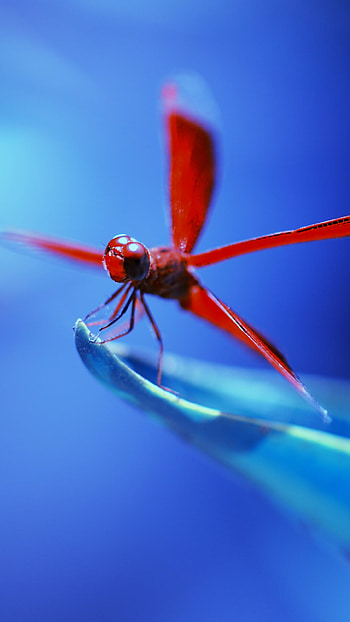 Blue dragonfly, Insect beauty, , Vibrant and captivating HD phone wallpaper