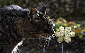 Animals, Flower, Cat, Muzzle, Striped HD wallpaper