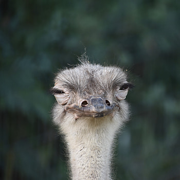 Animals, Ostrich, Bird, Beak, Cool, Squint HD phone wallpaper