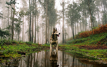 Siberan Husky 3, siberan-husky, animals, dog HD wallpaper