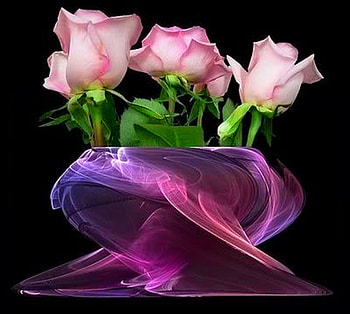Sweetheart pink, pink, roses, black background, three, wisps HD wallpaper