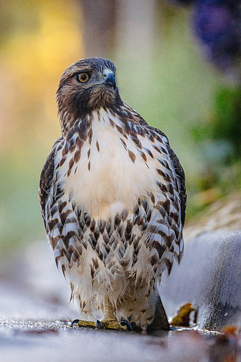 Animals, Bird, Predator, Focus, Hawk HD phone wallpaper