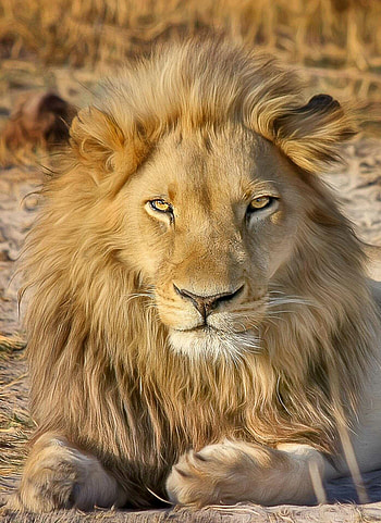 Lion, Fierce predator, Striking mane, King of the savannah HD phone wallpaper