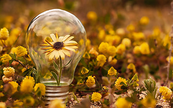 take care of the planet, a flower in a light bulb, take care of nature, wildflowers, save nature, save planet HD wallpaper