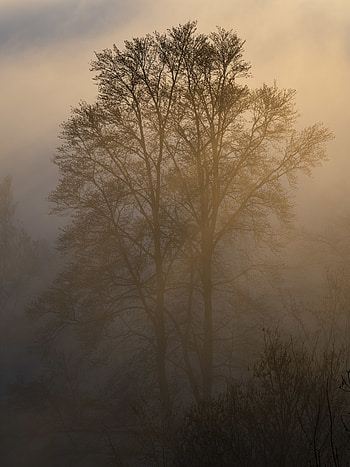 Nature, Trees, Twilight, Fog, Dusk, Darkness HD phone wallpaper