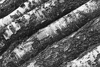 Miscellanea, Miscellaneous, Wood, Tree, Bw, Chb, Bark, Trunk HD wallpaper