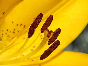 Flower, Macro, Lily, Stamens, Pollen HD wallpaper