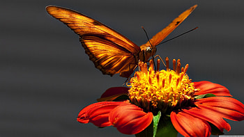 orange butterfly, butterfly, insect, red, flower HD wallpaper