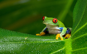 Beautiful tree frog, Vibrant red-eyed frog, Nature's marvels, access HD wallpaper