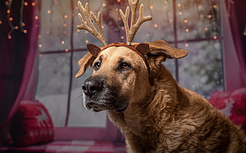 :), dog, brown, craciun, reindeer, horns, christmas, caine HD wallpaper
