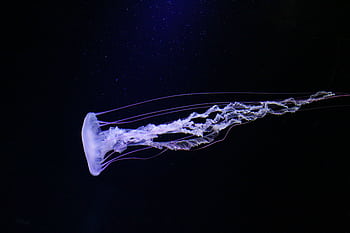A stunning jellyfish elegantly swims in the deep blue ocean depths, showcasing its delicate translucent form. HD wallpaper