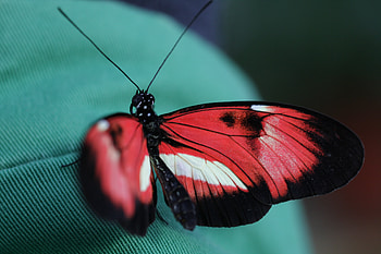 Patterns, Macro, Insect, Butterfly HD wallpaper