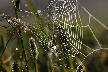 Grass, Web, Drops, Macro, Dew HD wallpaper