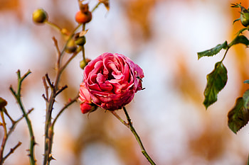 Flowers, Flower, Macro, Rose Flower, Rose, Bud HD wallpaper