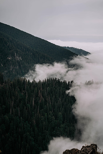 Nature, Trees, Clouds, Forest, Fog, Slope HD phone wallpaper