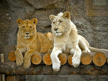 Young Couple, , young, couple, cool, loins HD wallpaper