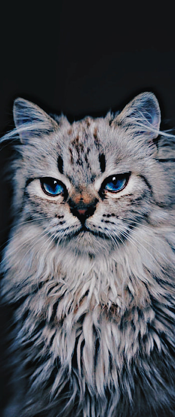 Cat, whiskers, felidae, dark HD phone wallpaper