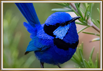 FRAMED BIRD., NATURE, , BIRD, FRAMED HD wallpaper