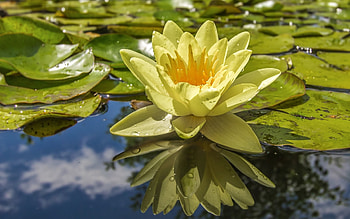 Waterlily, leaves, flower, yellow, water HD wallpaper