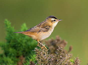 Sedge Warbler, Songbirds, Warblers, Small Birds HD wallpaper