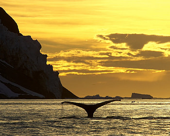 Sunset ballet, whale, sea, golden, beautiful, clouds, nature, mountians, water, sunset, ocean HD wallpaper