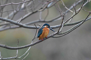 Bird, tree branch, blur, kingfisher HD wallpaper