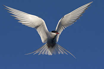 Arctic Tern, Arctic birds, Terns, Seabirds HD wallpaper