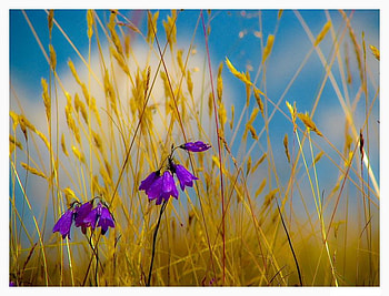 bells, yellow grass, summer, dry, field, violet bells HD wallpaper