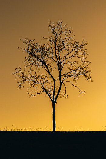 Nature, Sunset, Twilight, Dark, Wood, Tree, Dusk, Alone, Lonely HD phone wallpaper