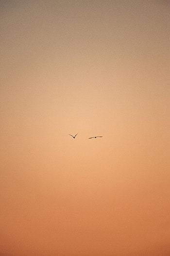 Birds, Sky, Minimalism, Flight HD phone wallpaper
