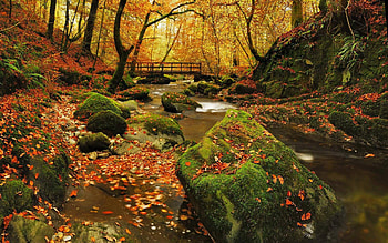 Autumn in Grizedale forest, trees, cool, nature, forest HD wallpaper