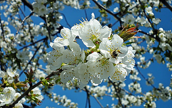 Cherry Blossoms and Bee, spring, bee, cherry, blossoms HD wallpaper